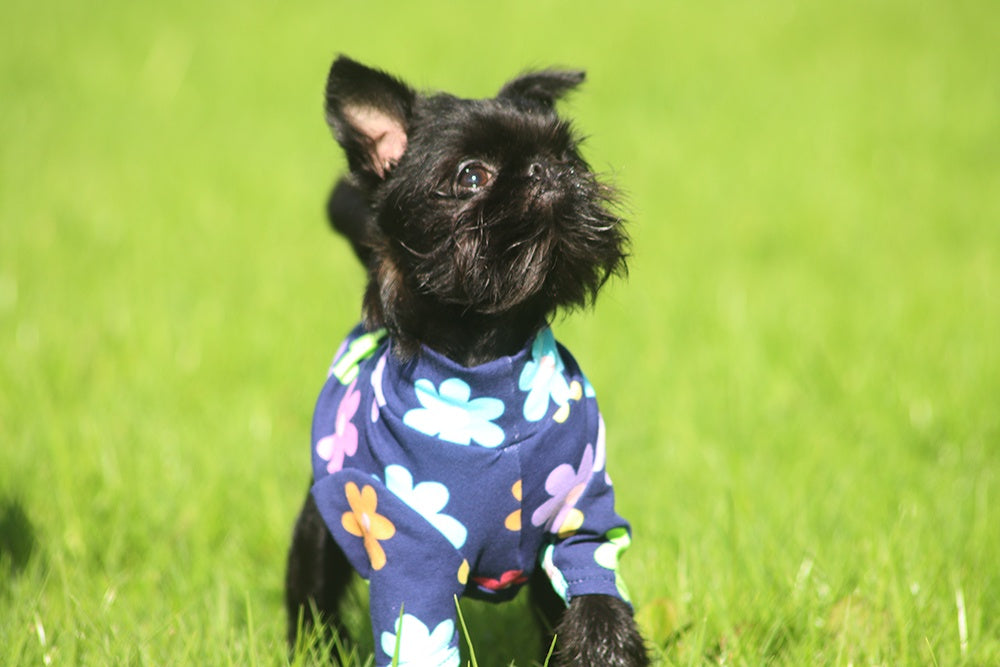 A Daisy a Day Cotton Spring Tee – Mr Soft Top Dogwear