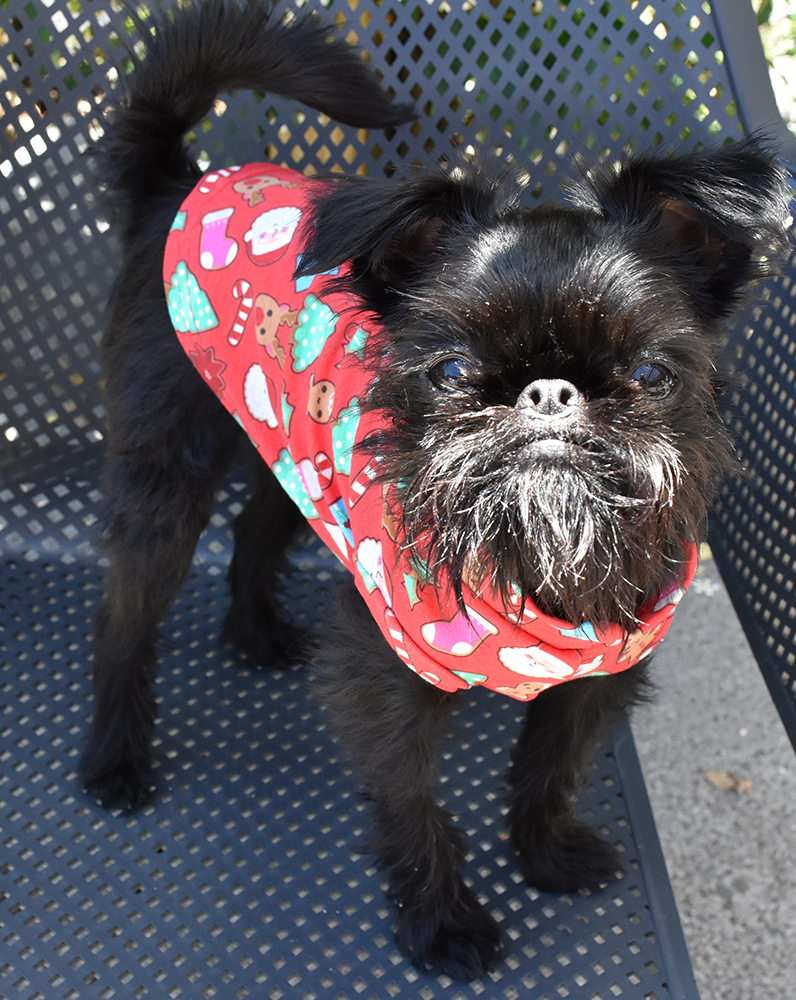 Holly's Christmas Tank