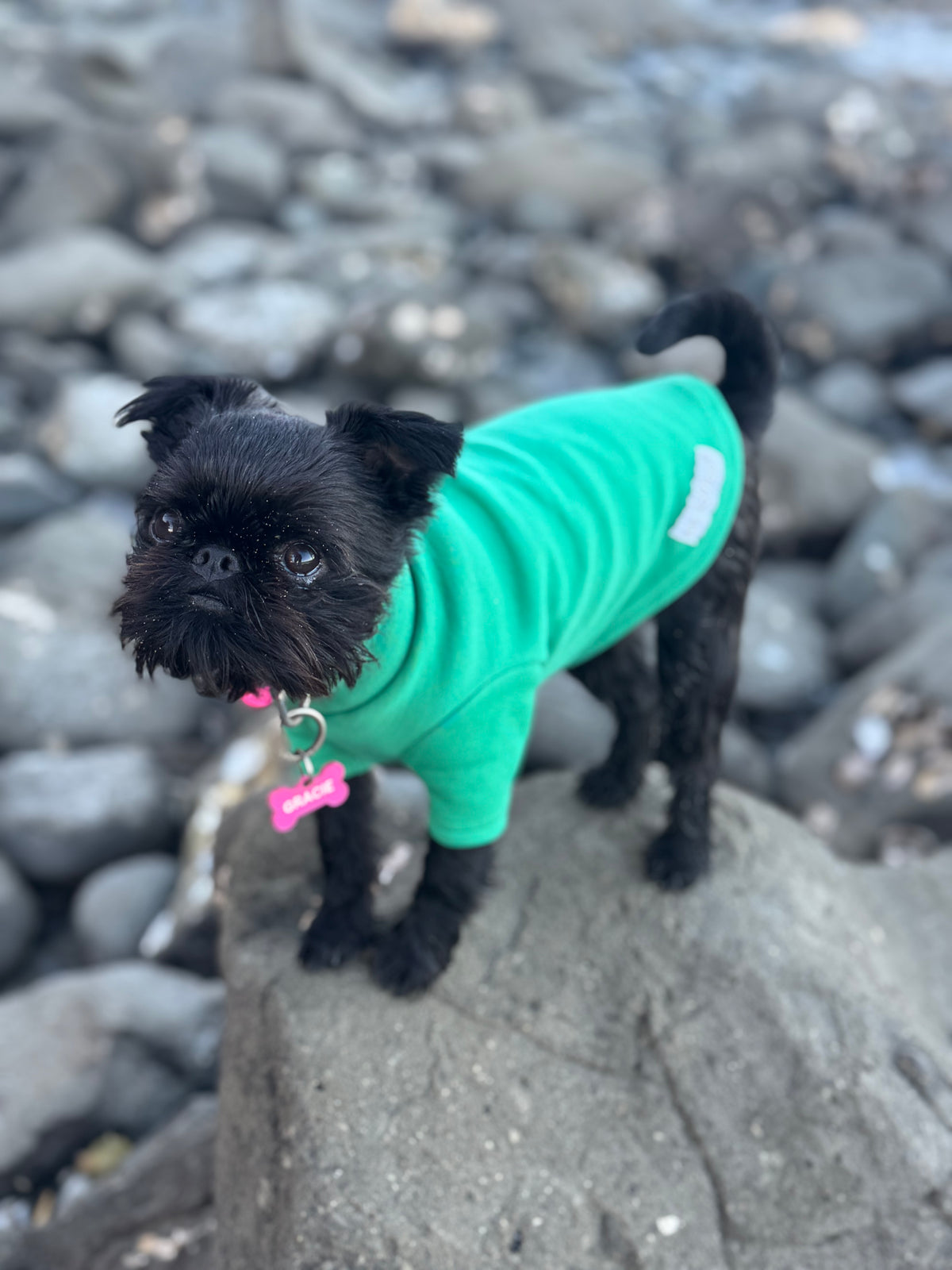 Sea Green Merino Blend Dog Tee