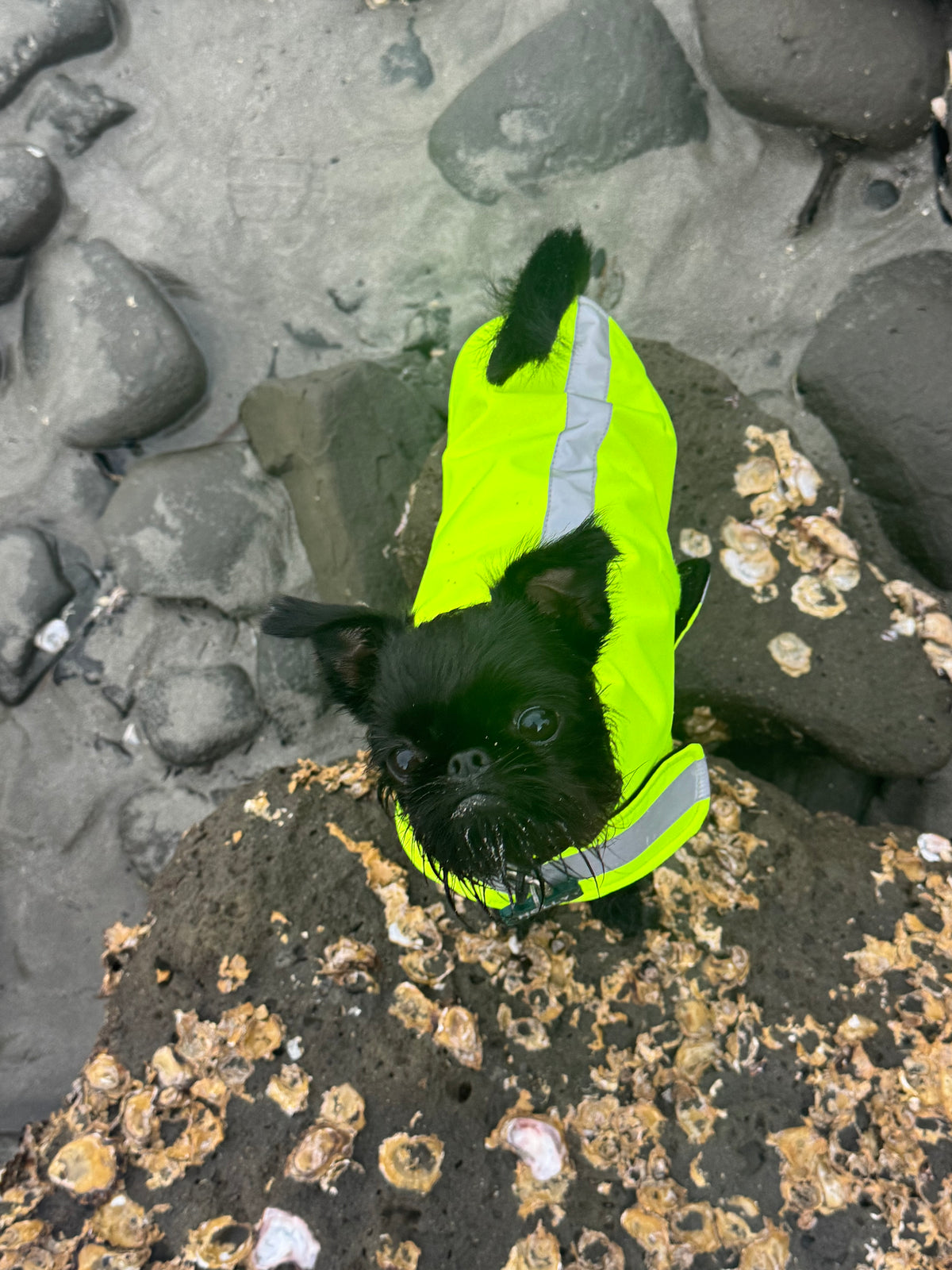 Neon Yellow Waterproof Doggy Raincoat