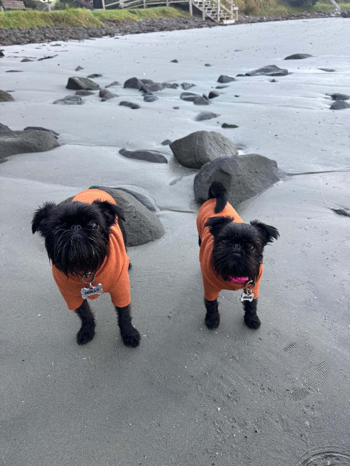 Pumpkin Pie Pure Wool Dog Tee