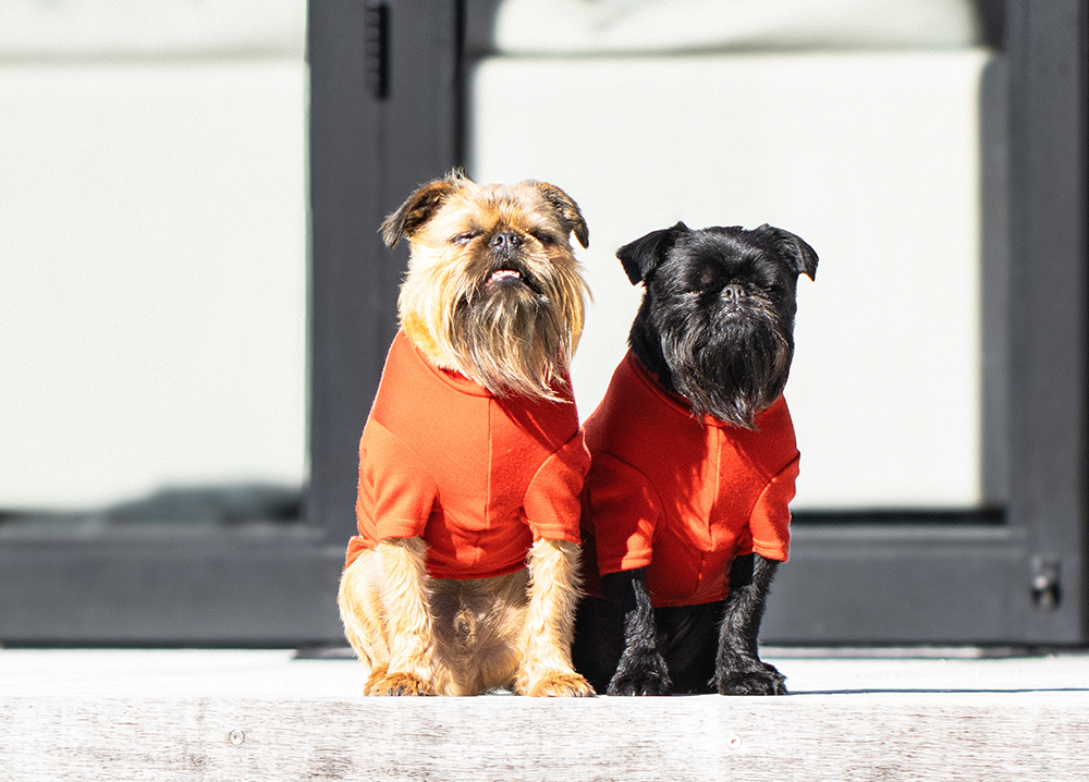 Autumn Orange Medium Weight Merino Dog Tee
