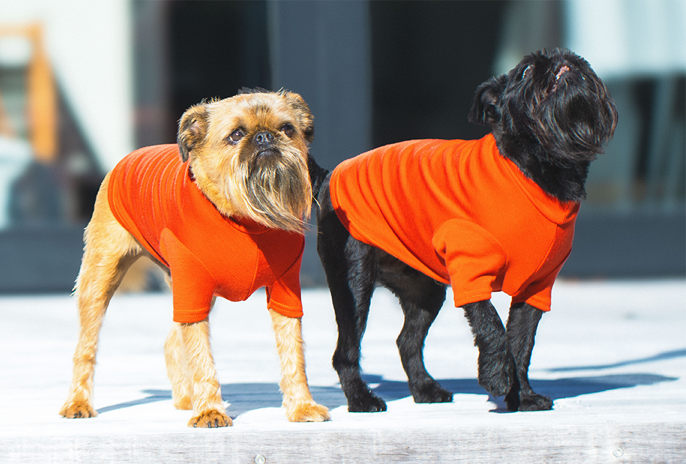 Autumn Orange Medium Weight Merino Dog Tee