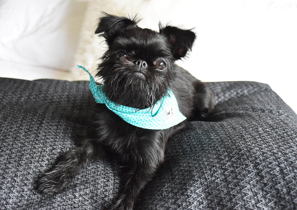 Black Herringbone Cotton Blend Dog Bed