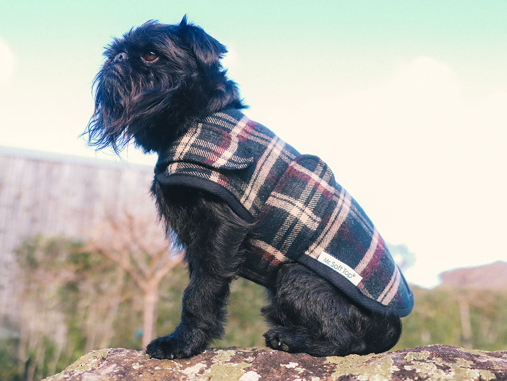 Blcak and Tan Tartan Wool Dog Coat