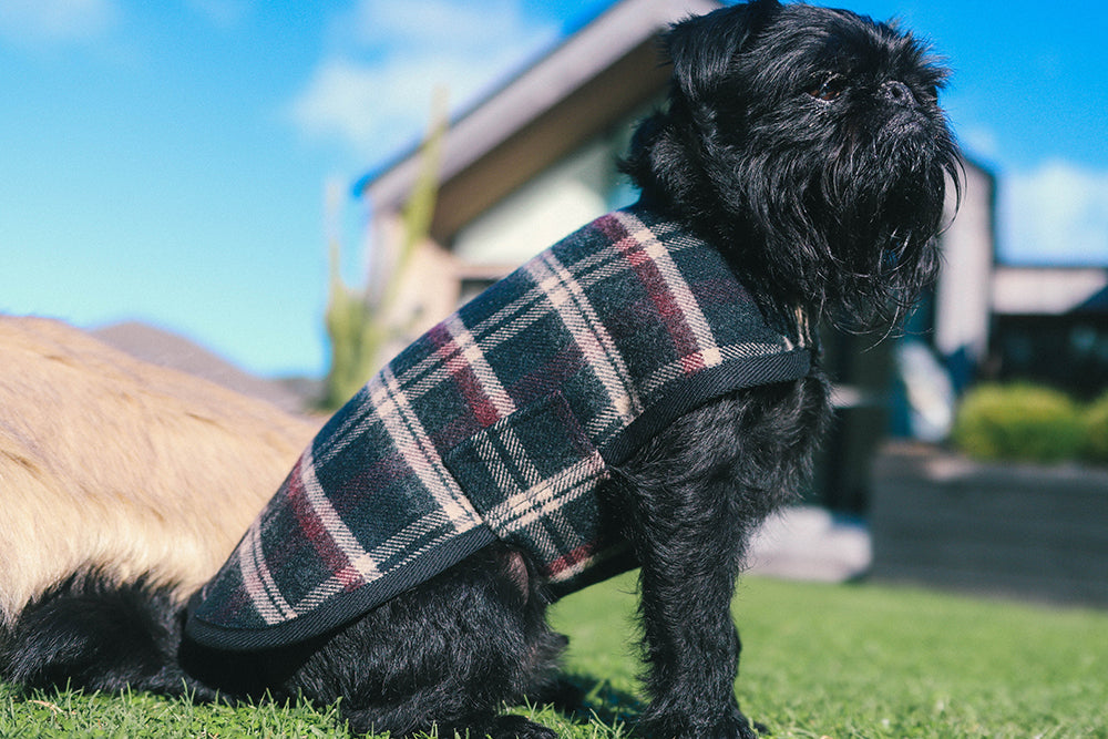 Blcak and Tan Tartan Wool Dog Coat