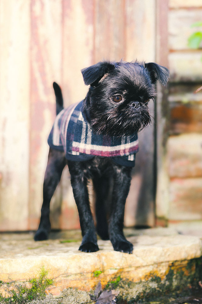 Blcak and Tan Tartan Wool Dog Coat