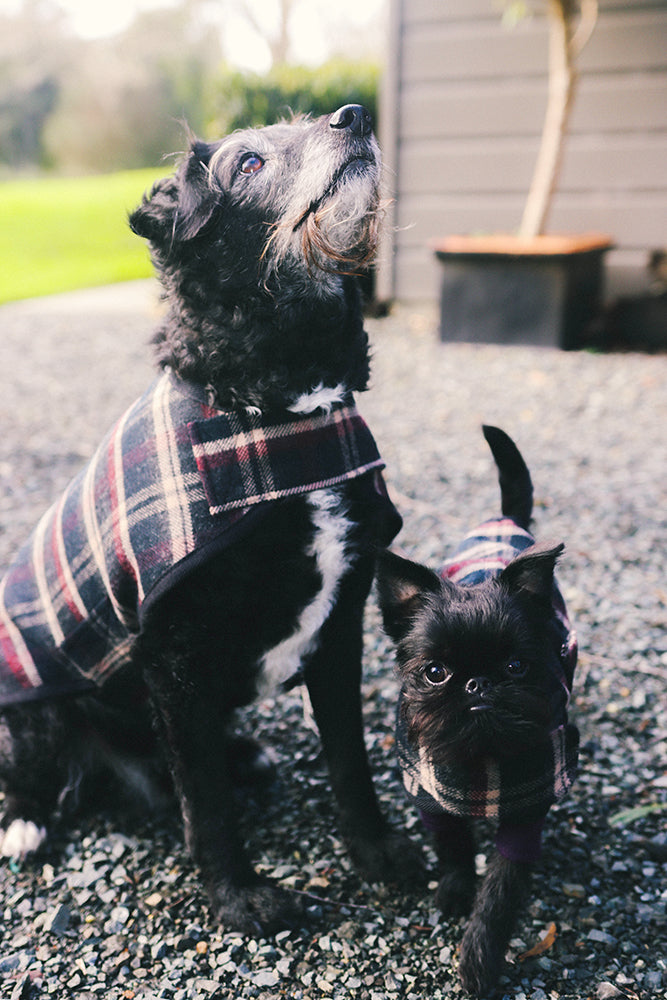 Blcak and Tan Tartan Wool Dog Coat