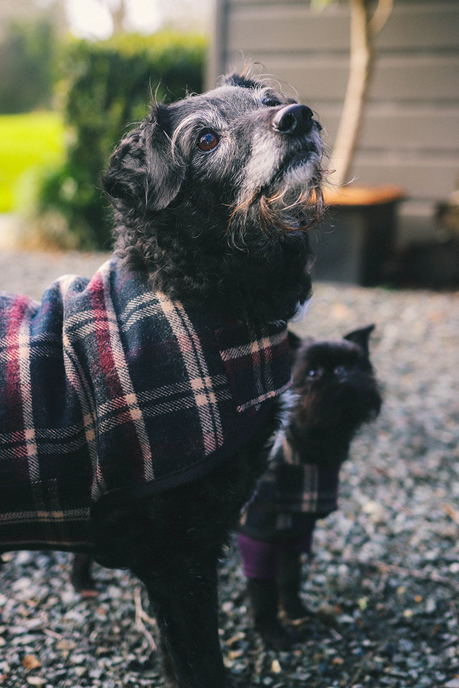 Blcak and Tan Tartan Wool Dog Coat