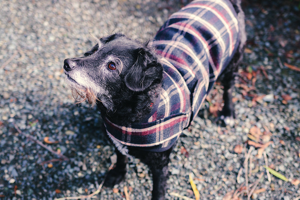 Blcak and Tan Tartan Wool Dog Coat