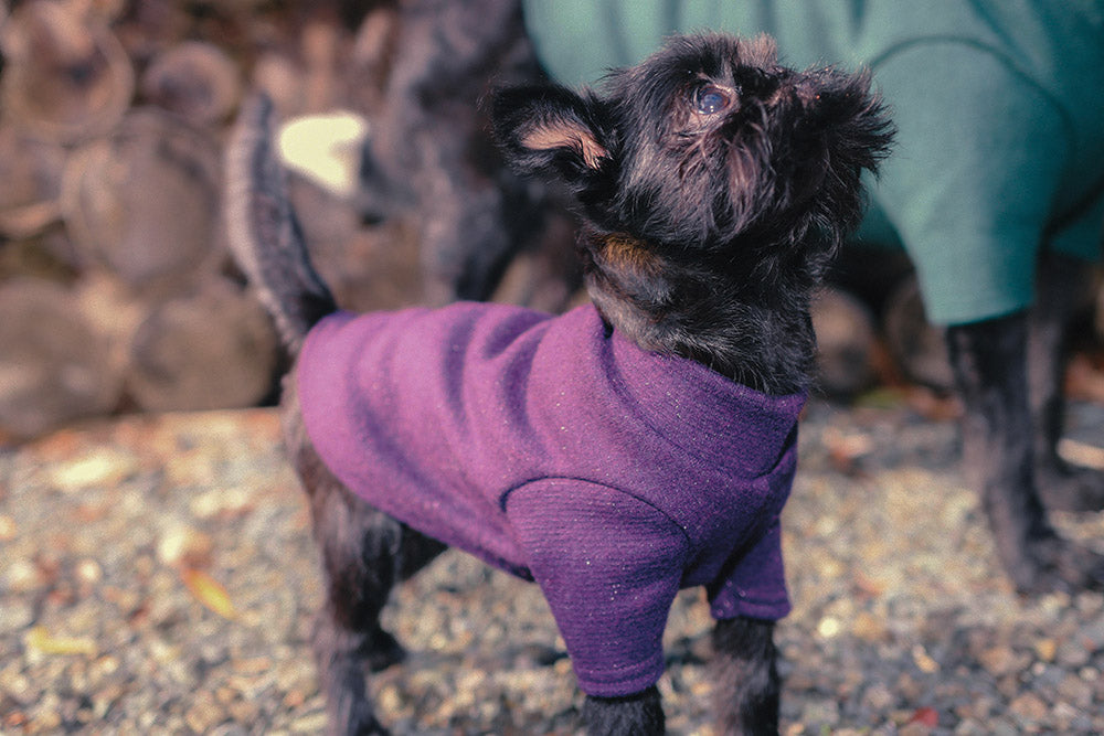 Blackcurrent Pure Wool Dog Tee