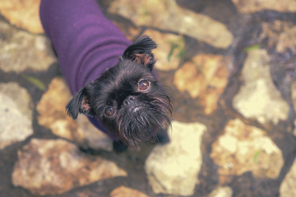 Blackcurrent Pure Wool Dog Tee
