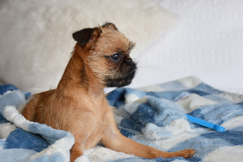 Blue Check Faux Fur Puppy Blanket - Easy Wash