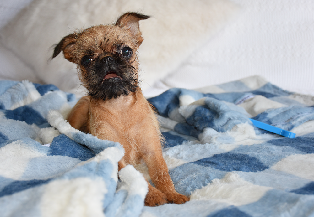 Blue Check Faux Fur Puppy Blanket - Easy Wash