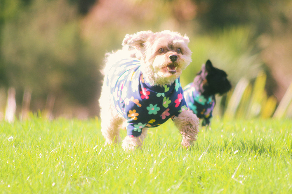 A Daisy a Day Cotton Spring Tee