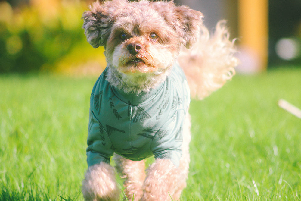 Soft Green Abstract Pattern Merino Tee