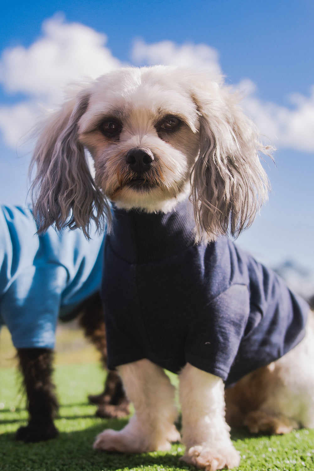 WORLD Loves Mr Soft Top x Pet Refuge Navy Weekend Sweater