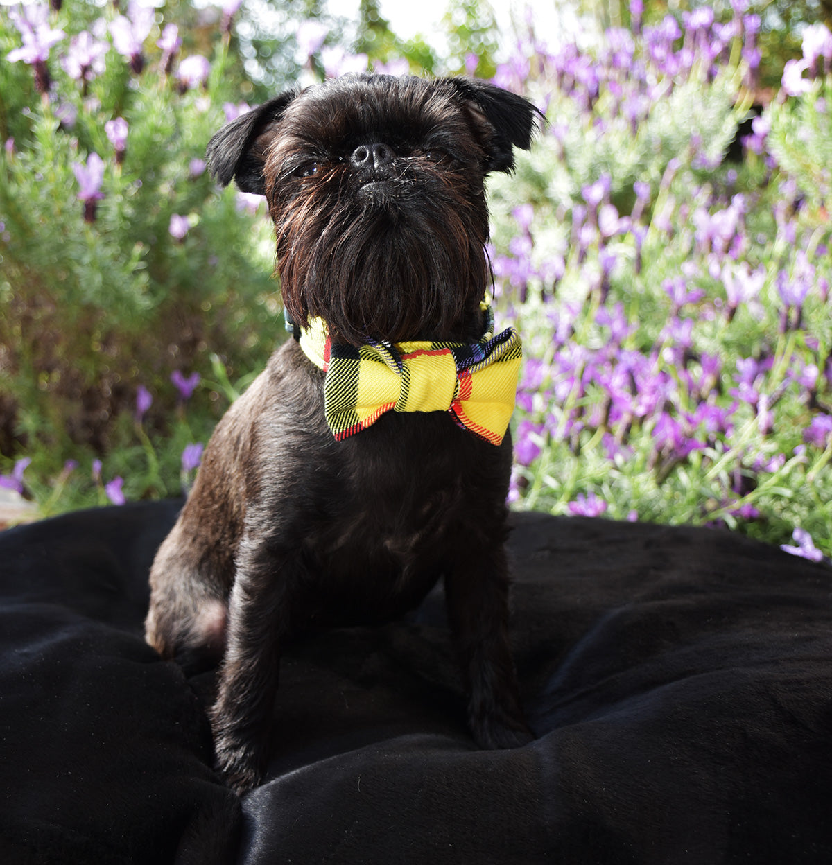 Yellow and Black Tartan Wool Bow