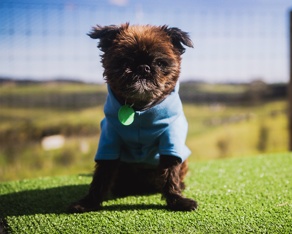 WORLD Loves Mr Soft Top x Pet Refuge Blue Weekend Sweater