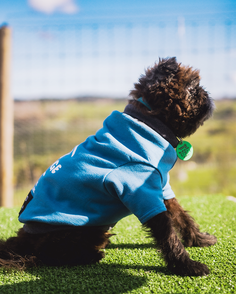 WORLD Loves Mr Soft Top x Pet Refuge Blue Weekend Sweater