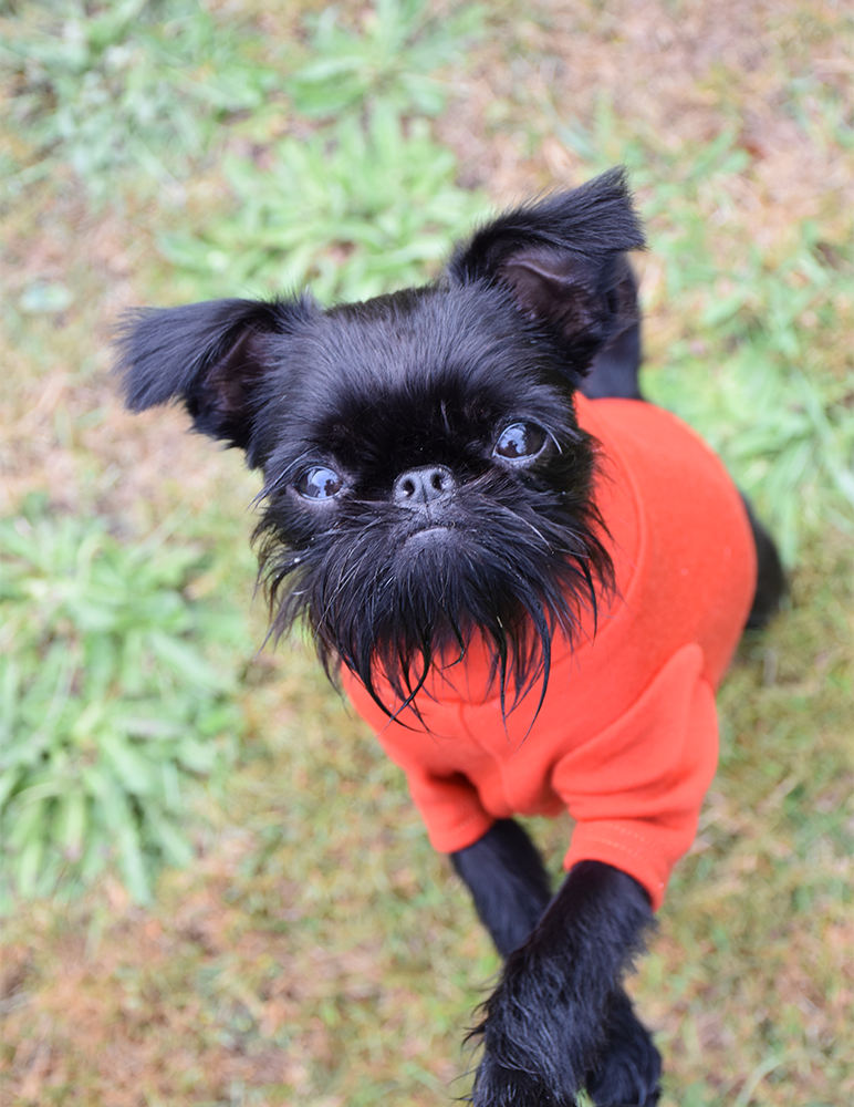 Autumn Orange Medium Weight Merino Dog Tee