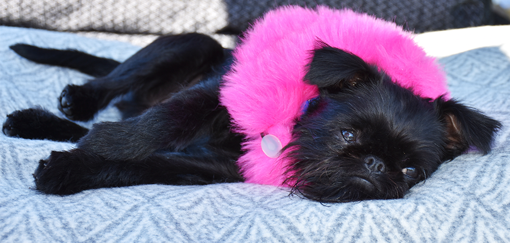 Hot Pink Faux Fur Ruff Scarf