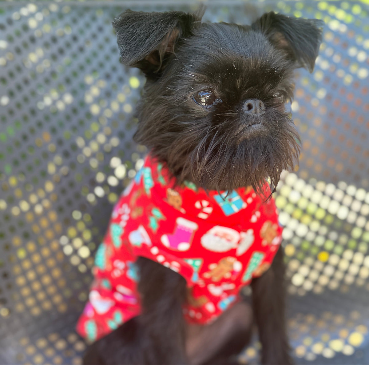 A small black dog wearing a red Christmas-themed pet sweater with Santa Claus and holiday motifs, sitting on a gray mesh outdoor bench.