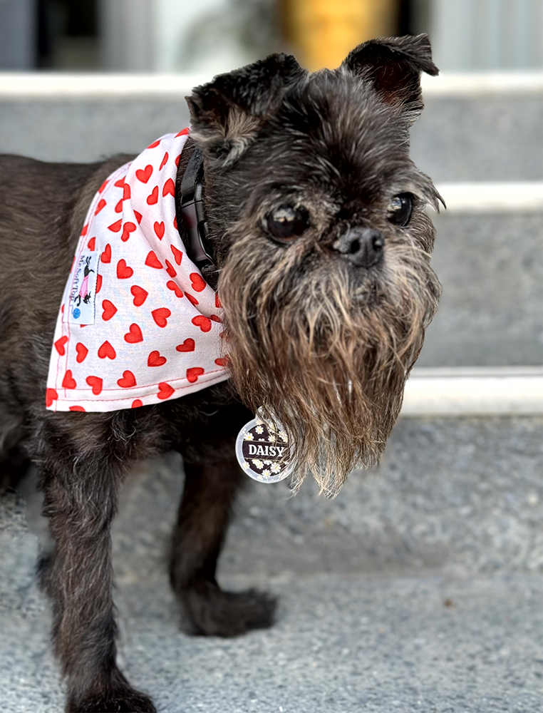 Love is in the Air Heart Bandana