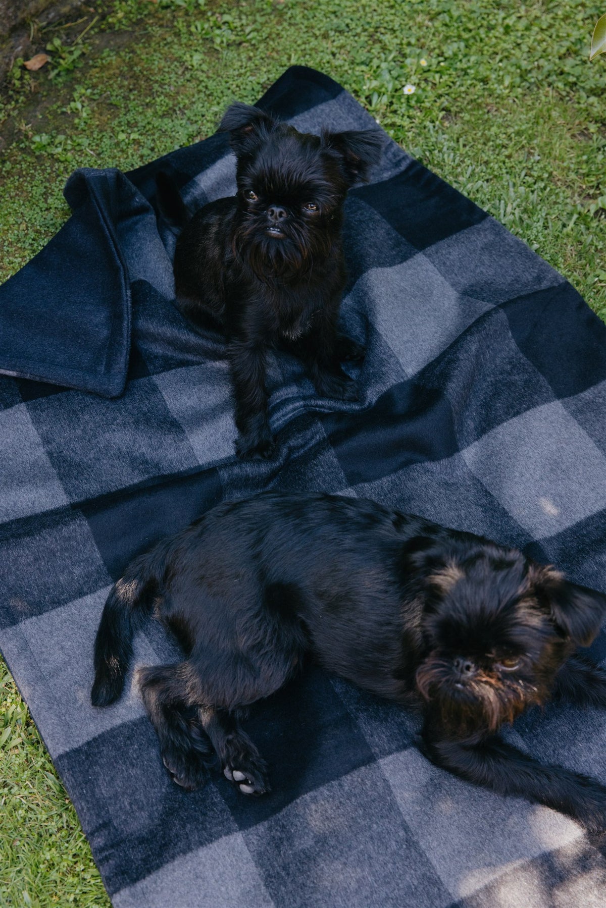 Stunning Black & Charcoal Check Blanket