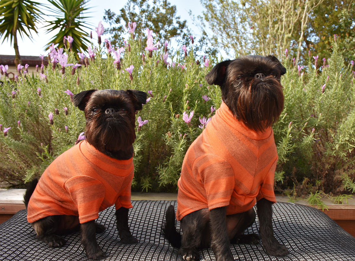 Orange Wide Striped Merino Dog Tee