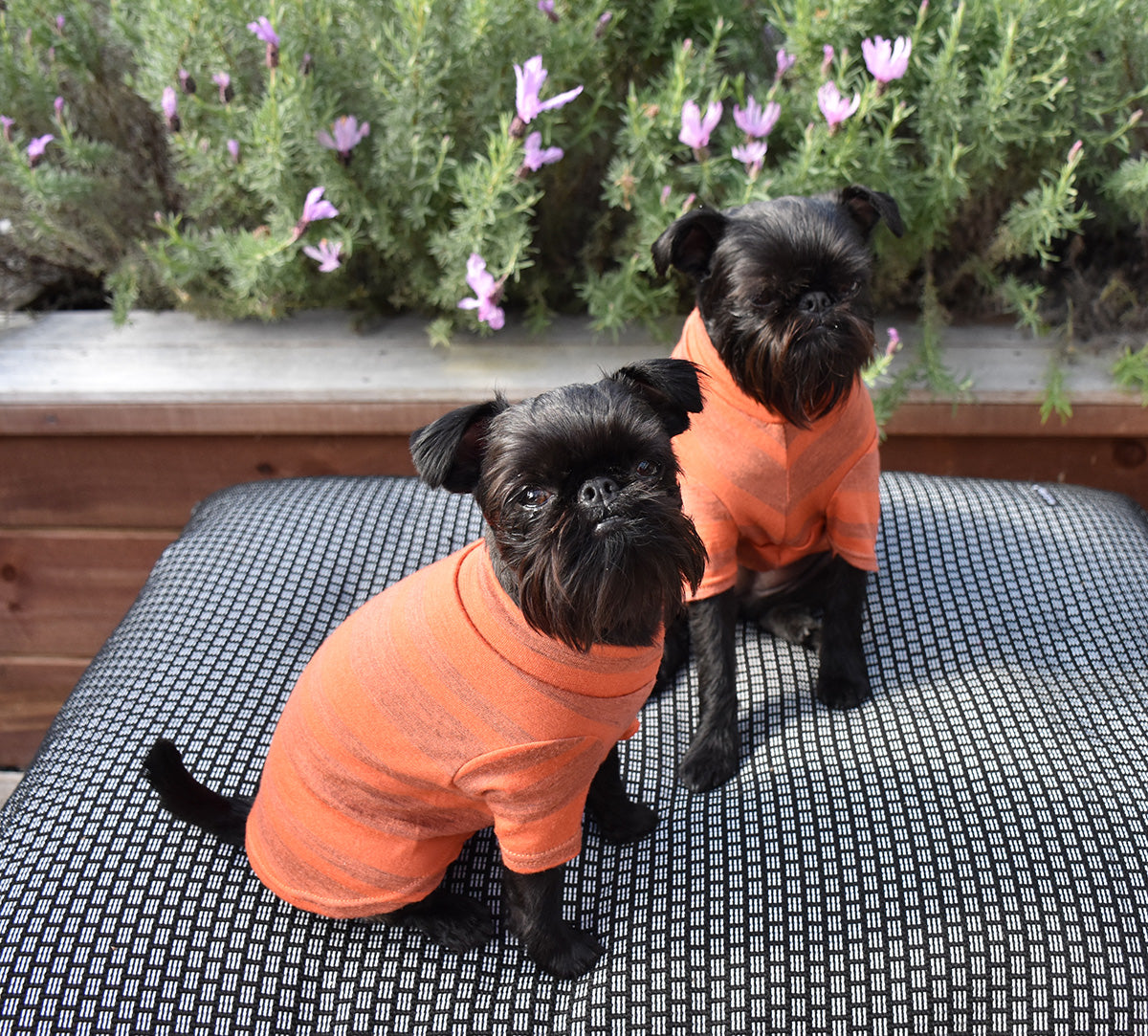 Orange Wide Striped Merino Dog Tee