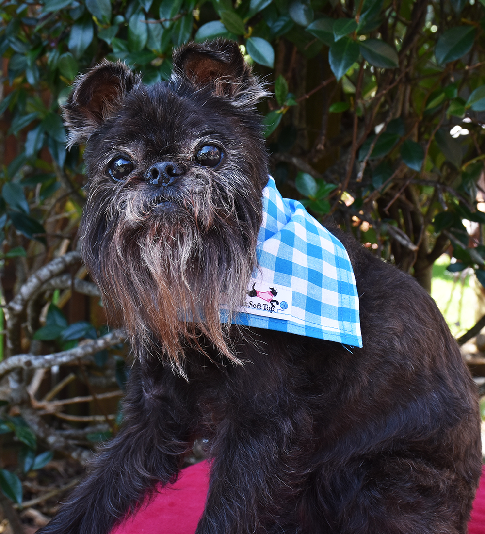 Turquoise and White Check Bandana