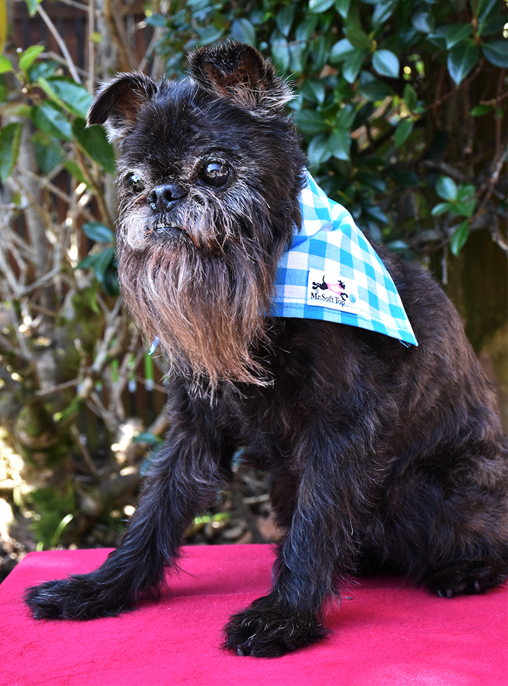 Turquoise and White Check Bandana