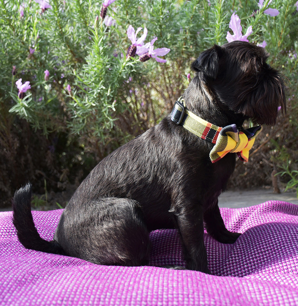 Yellow Tartan Collar