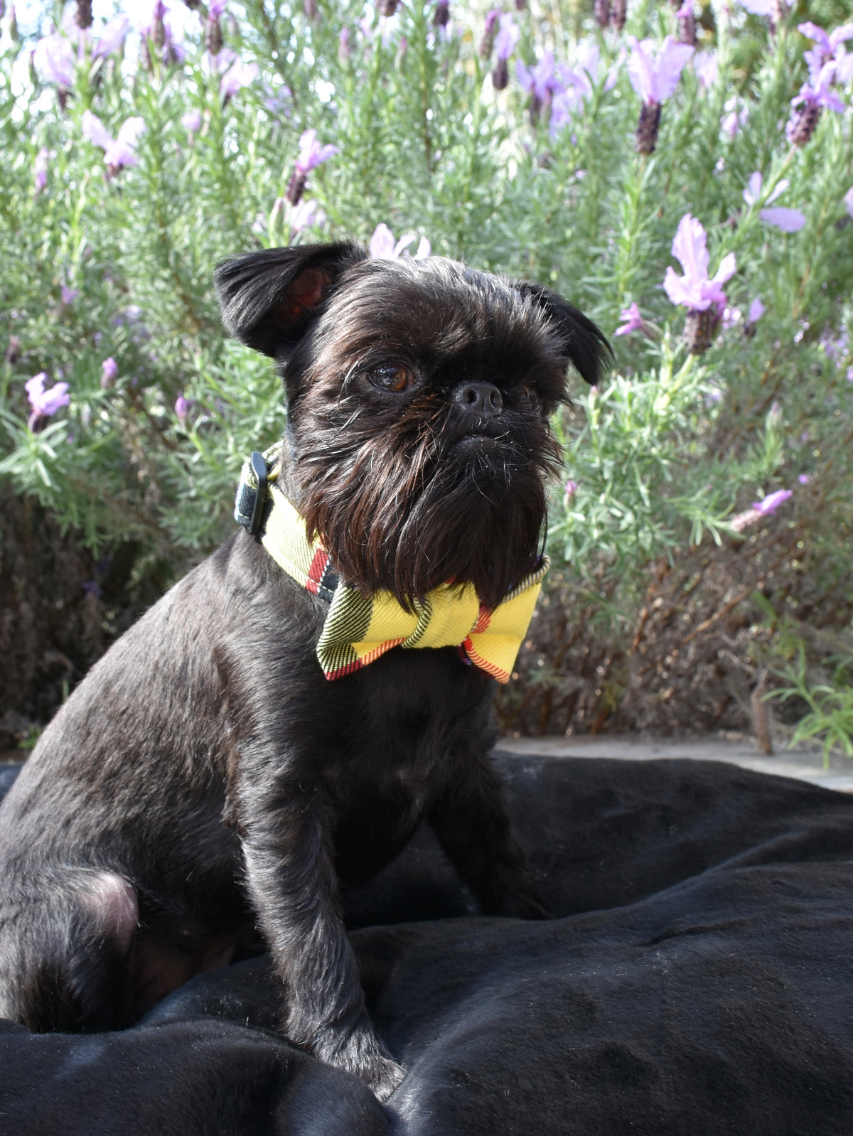 Yellow and Black Tartan Wool Bow