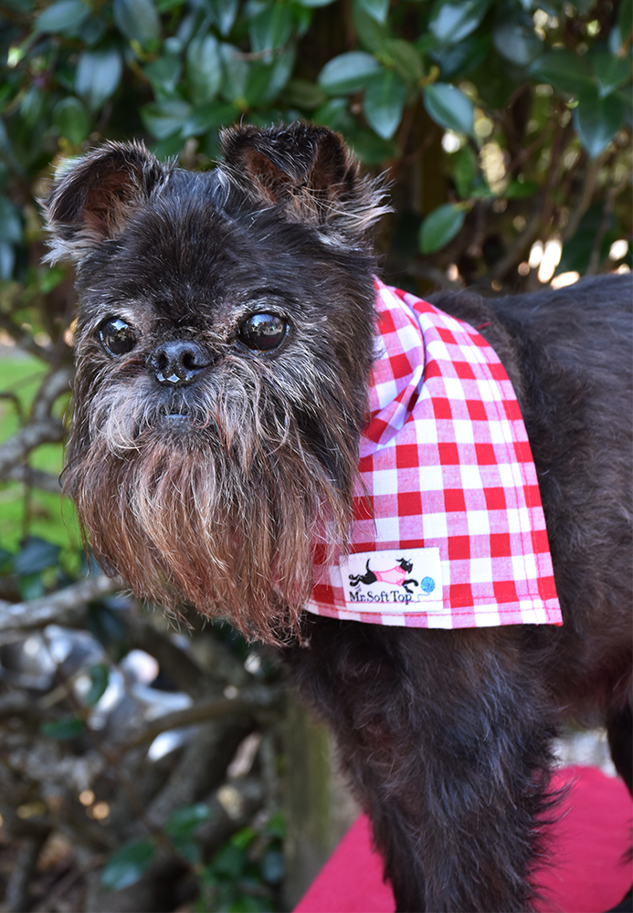 Red and White Check Bandana