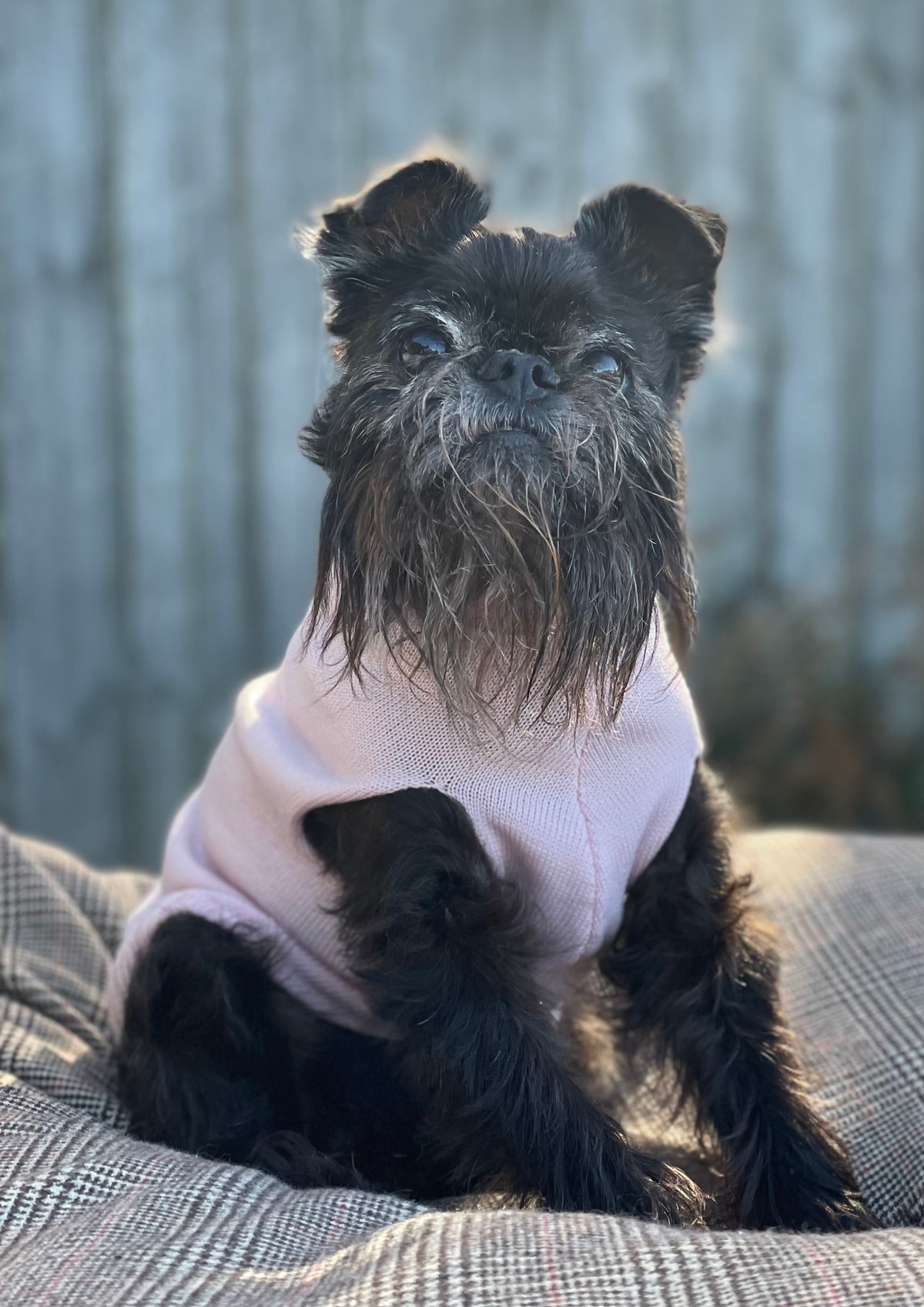 Love Daisy Turtleneck Merino Sweater - Ballet