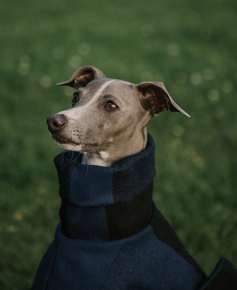 Blue Tartan Wool Italian Greyhound Coat - made to order