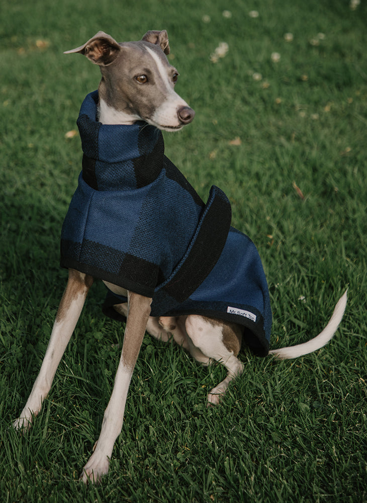Blue Tartan Wool Italian Greyhound Coat - made to order