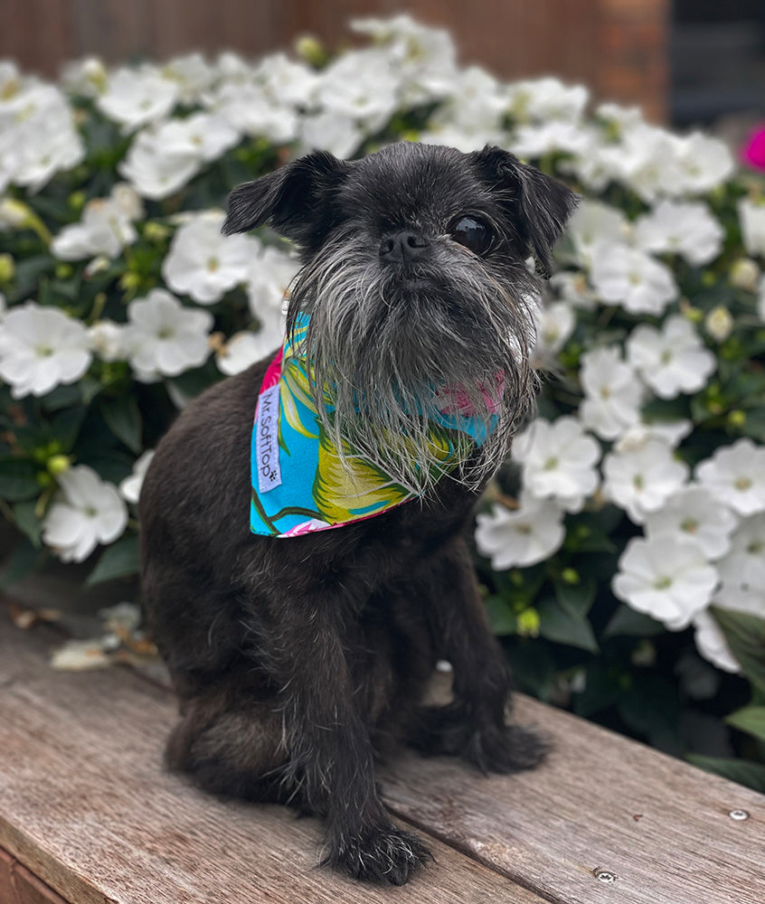 Tropical Hibiscus Cooling Dog Bandana