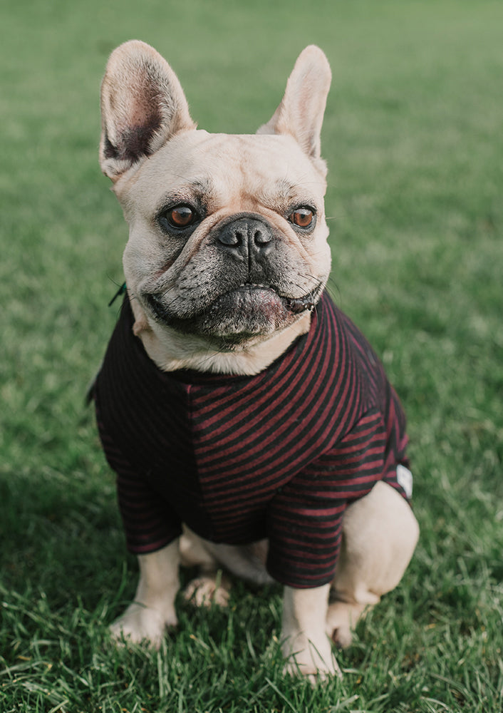 Luxury Striped Winter Weight Merino Tee