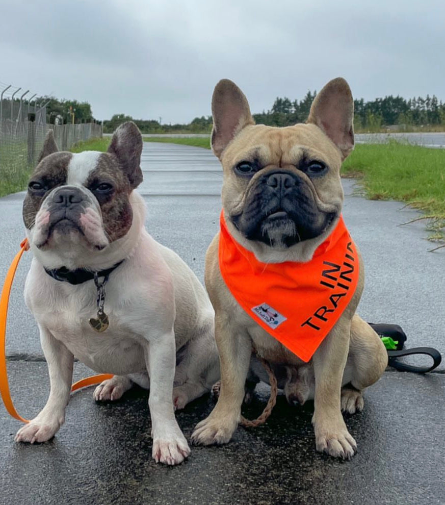 Electric Orange “In Training” Dog Bandana